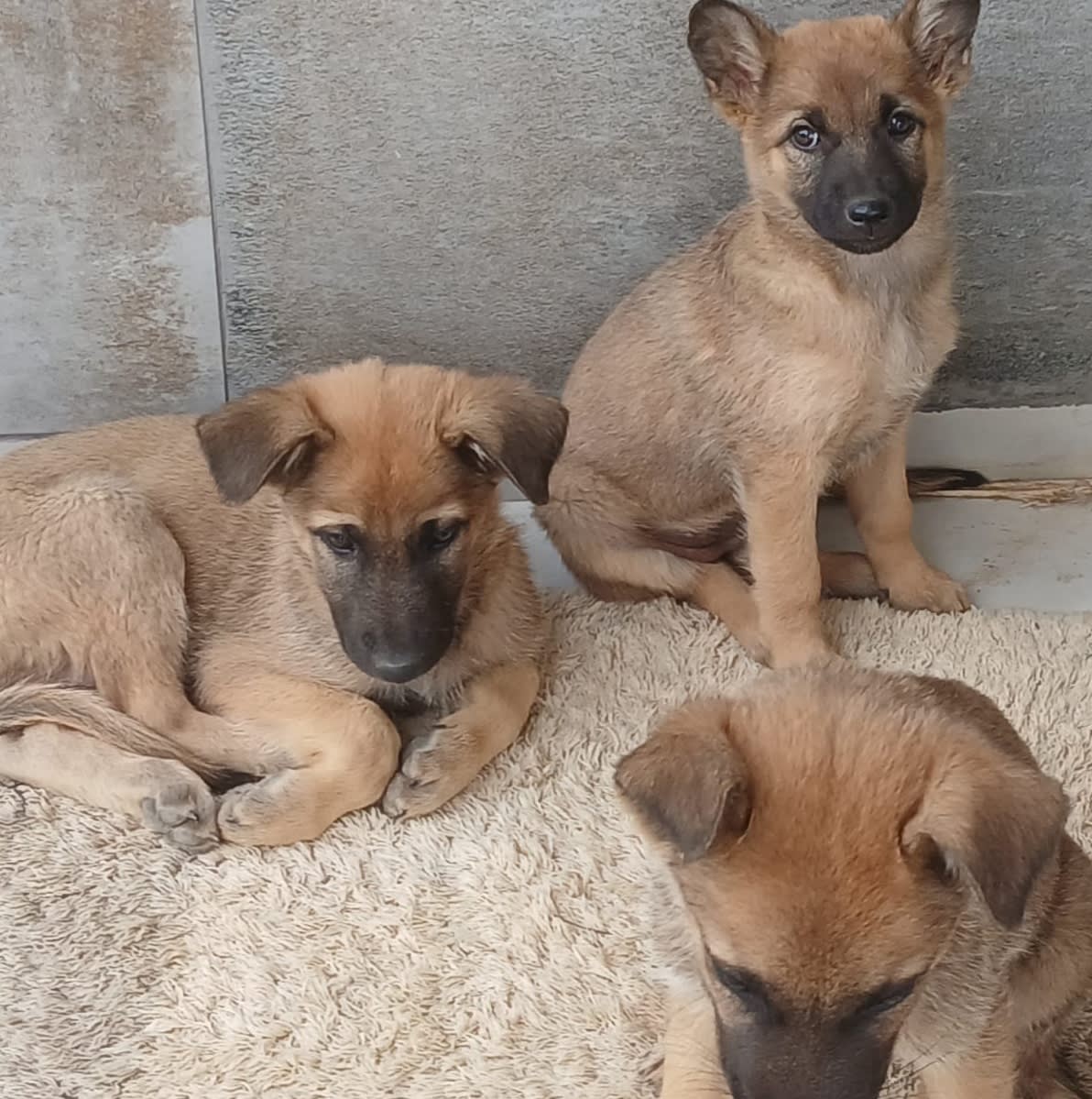 Chiots berger belge malinois 