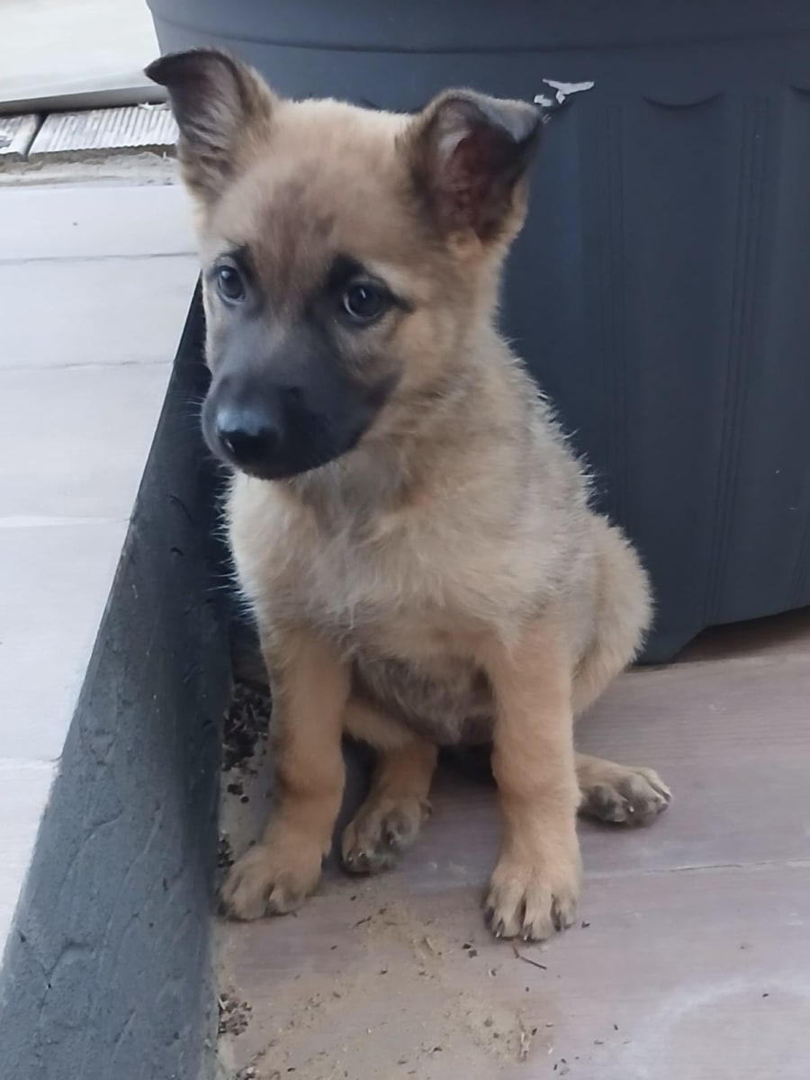 Chiots berger belge malinois  - Miniature 3
