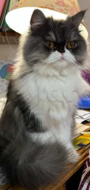 chatte persan - Miniature 2