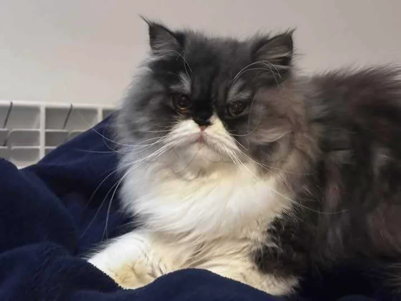 chatte persan - Miniature 3