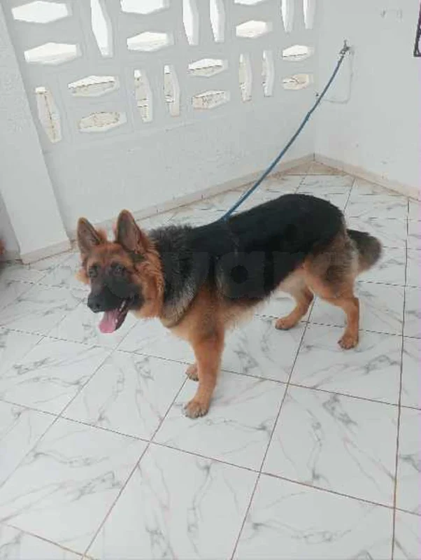 berger allemand avec Grand niche mobile - Miniature 2