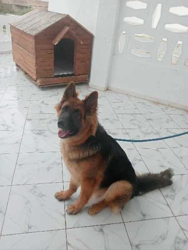 berger allemand avec Grand niche mobile - Miniature 3