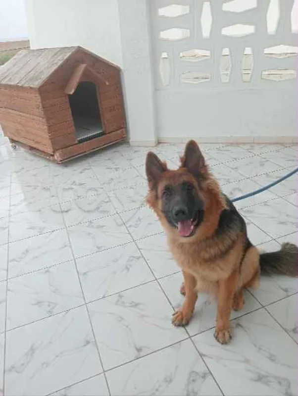 berger allemand avec Grand niche mobile - Miniature 4