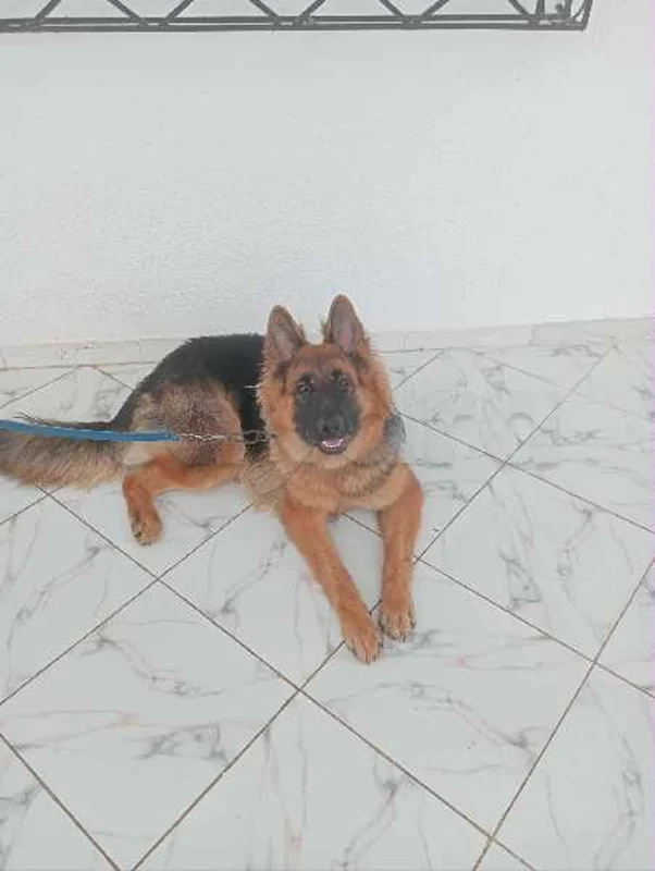 berger allemand avec Grand niche mobile - Miniature 5