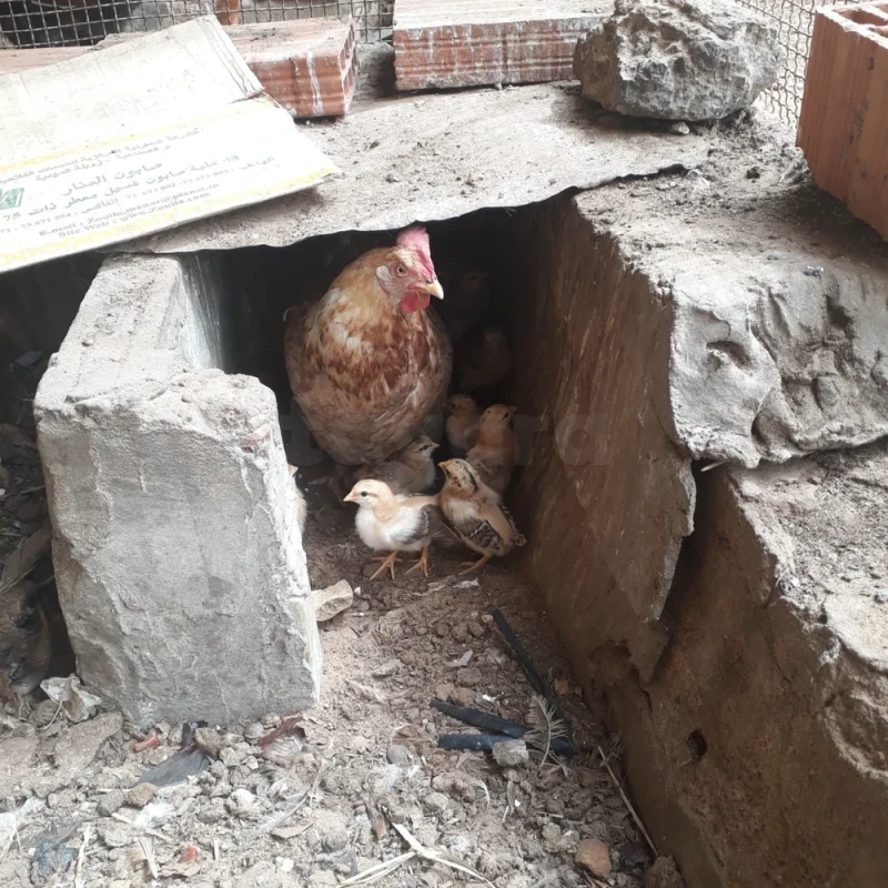 Poulet Poule Djej Arbi 3arbi دجاج عربي