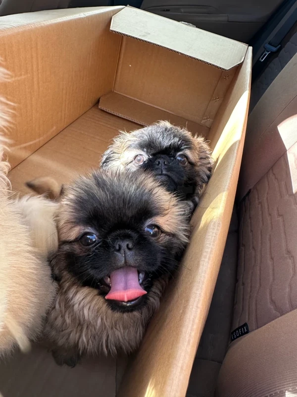 Chiot pekinois - Miniature 4