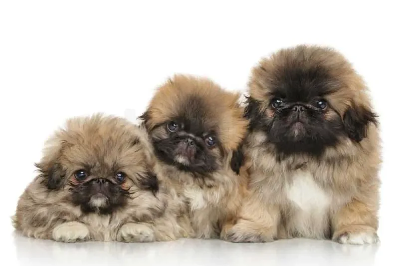 chiots pekinois
