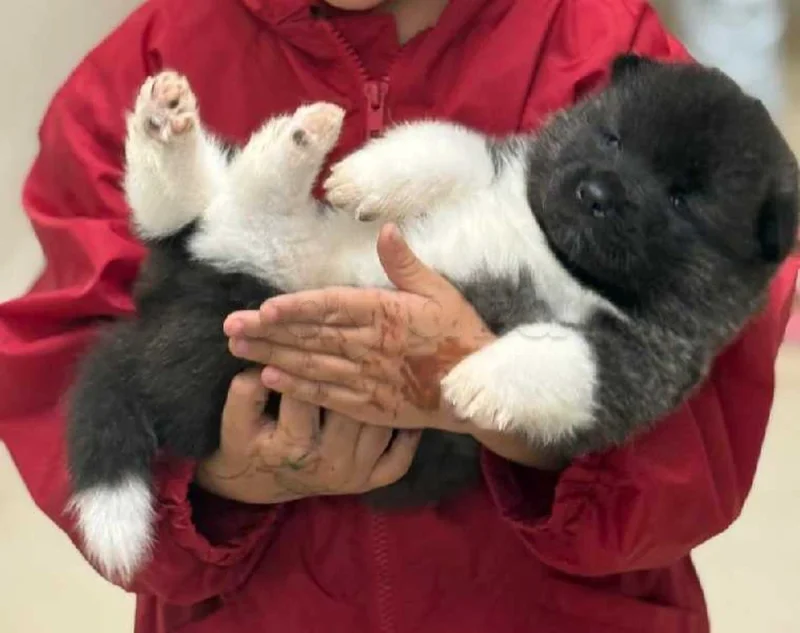 chien akita américain