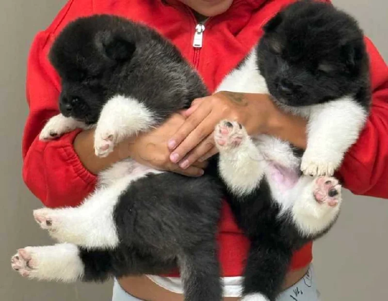 chien akita américain - Miniature 3