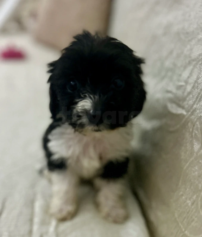 Caniche bichon - Miniature 2