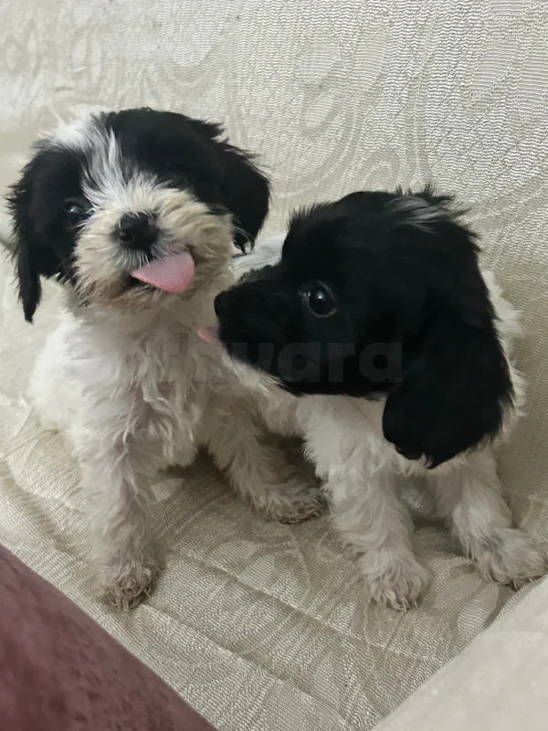 Caniche bichon - Miniature 3