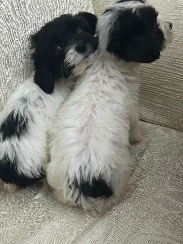 Caniche bichon - Miniature 4