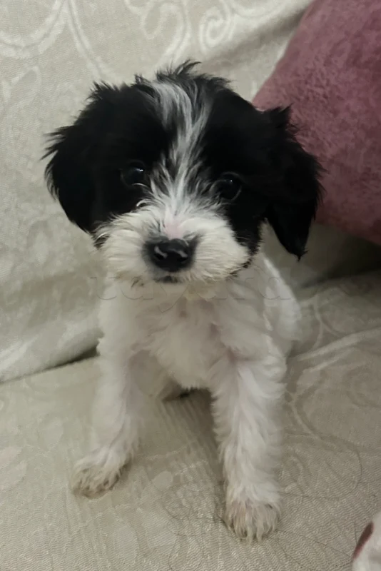 Caniche bichon - Miniature 5