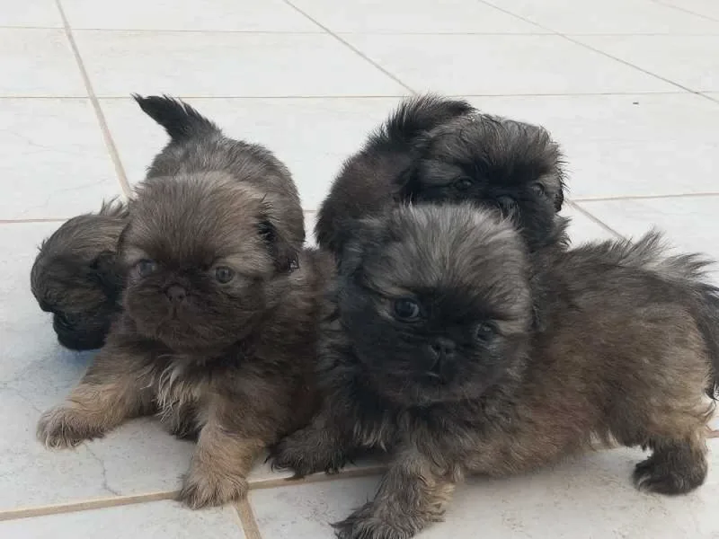 pékinois - Miniature 2