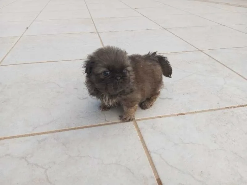 pékinois - Miniature 3