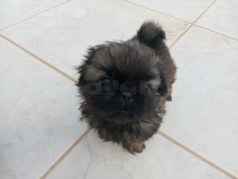 pékinois - Miniature 4