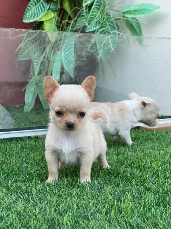 chihuahua