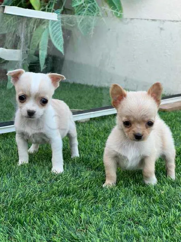 chihuahua - Miniature 2