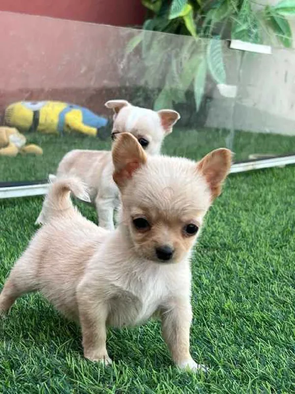 chihuahua - Miniature 4