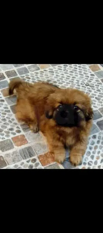 chiot pékinois mâle