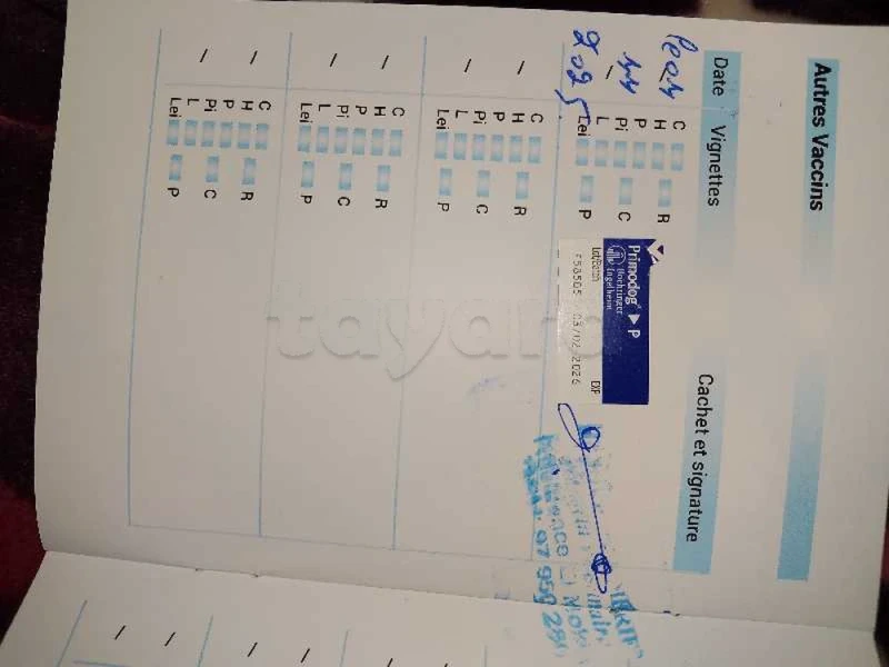 a vendre dogue de bordeaux - Miniature 3