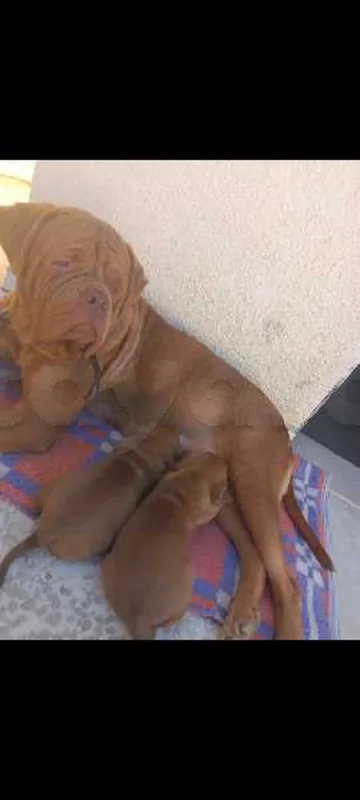 a vendre dogue de bordeaux - Miniature 4