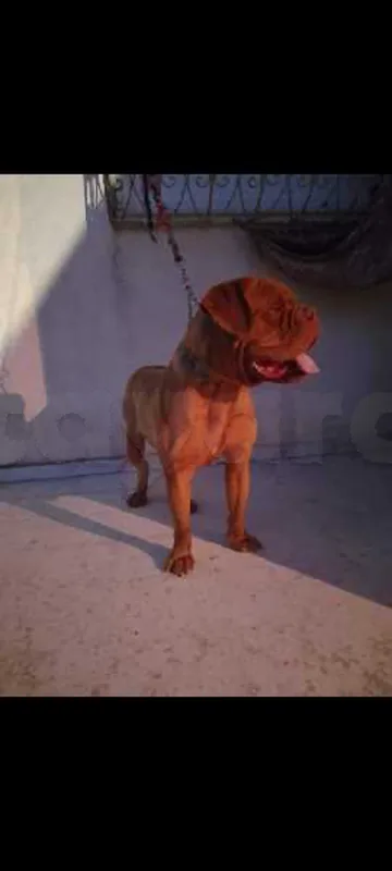a vendre dogue de bordeaux - Miniature 5