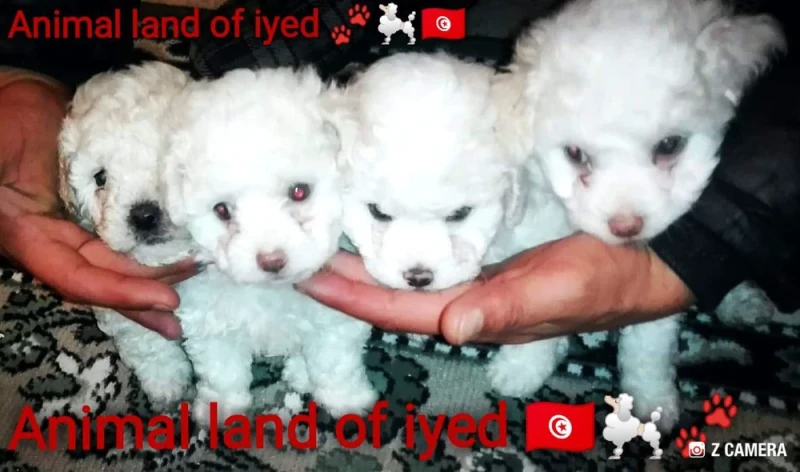À vendre femelle Mini bichon frisé race pur âgé de 3 mois contactez 55920654