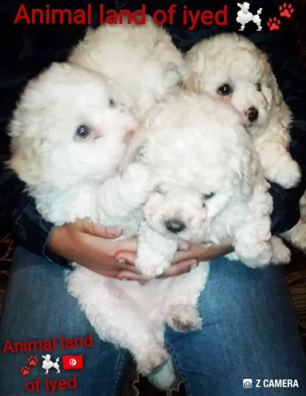 À vendre femelle Mini bichon frisé  race pur âgé de 3 mois contactez 55920654 - Miniature 2