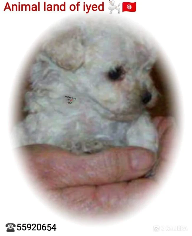 À vendre chiot femelle Mini bichon frisé race pur cantactez 55920654