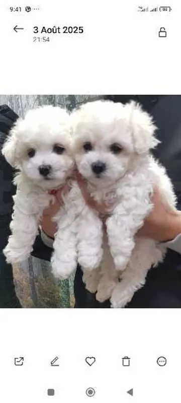 Mini bichon frisé race pure