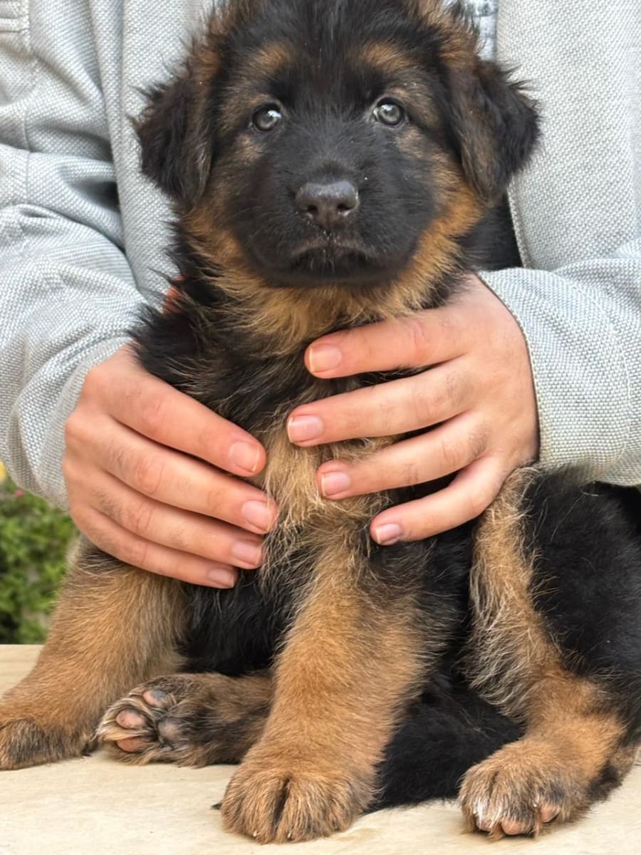 Femelle Berger Allemand