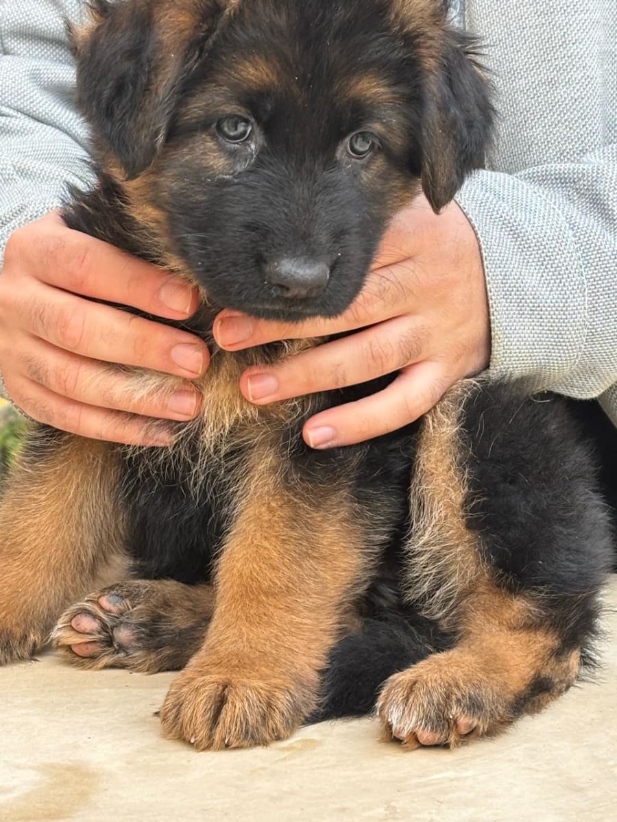 Femelle Berger Allemand  - Miniature 2