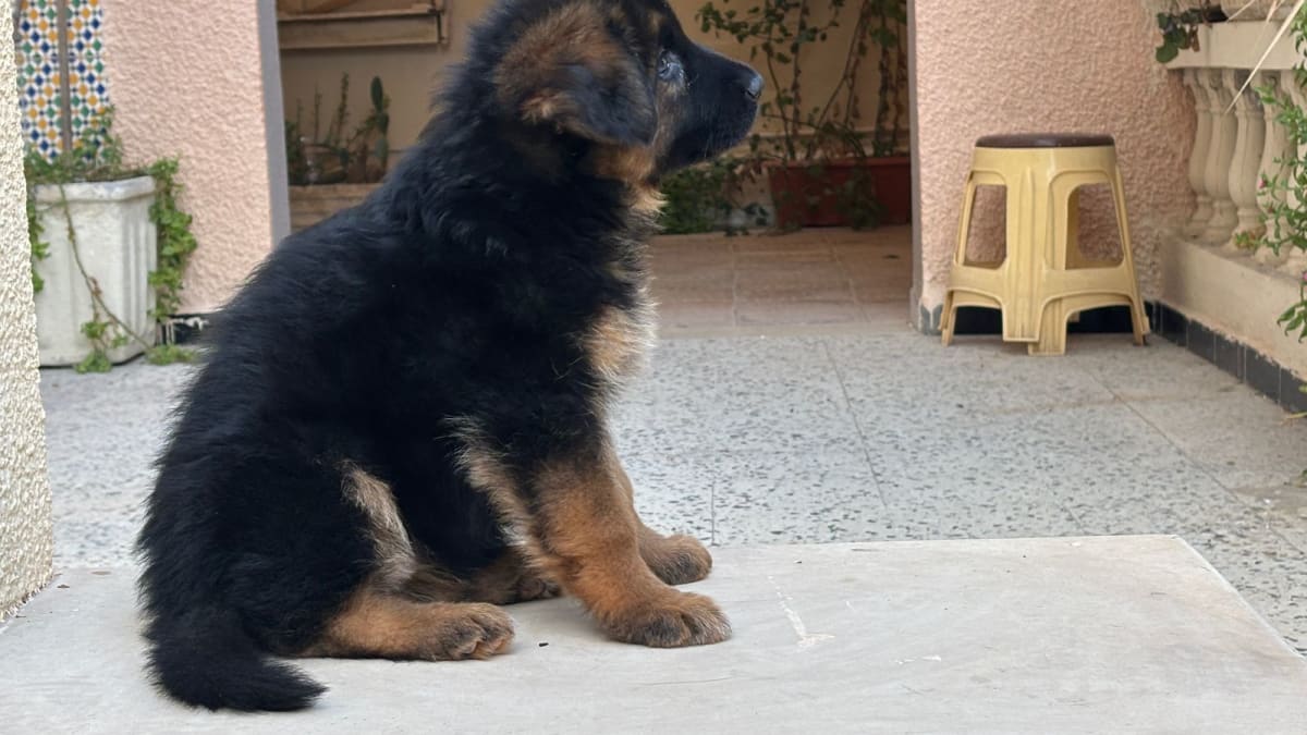 Femelle Berger Allemand  - Miniature 3