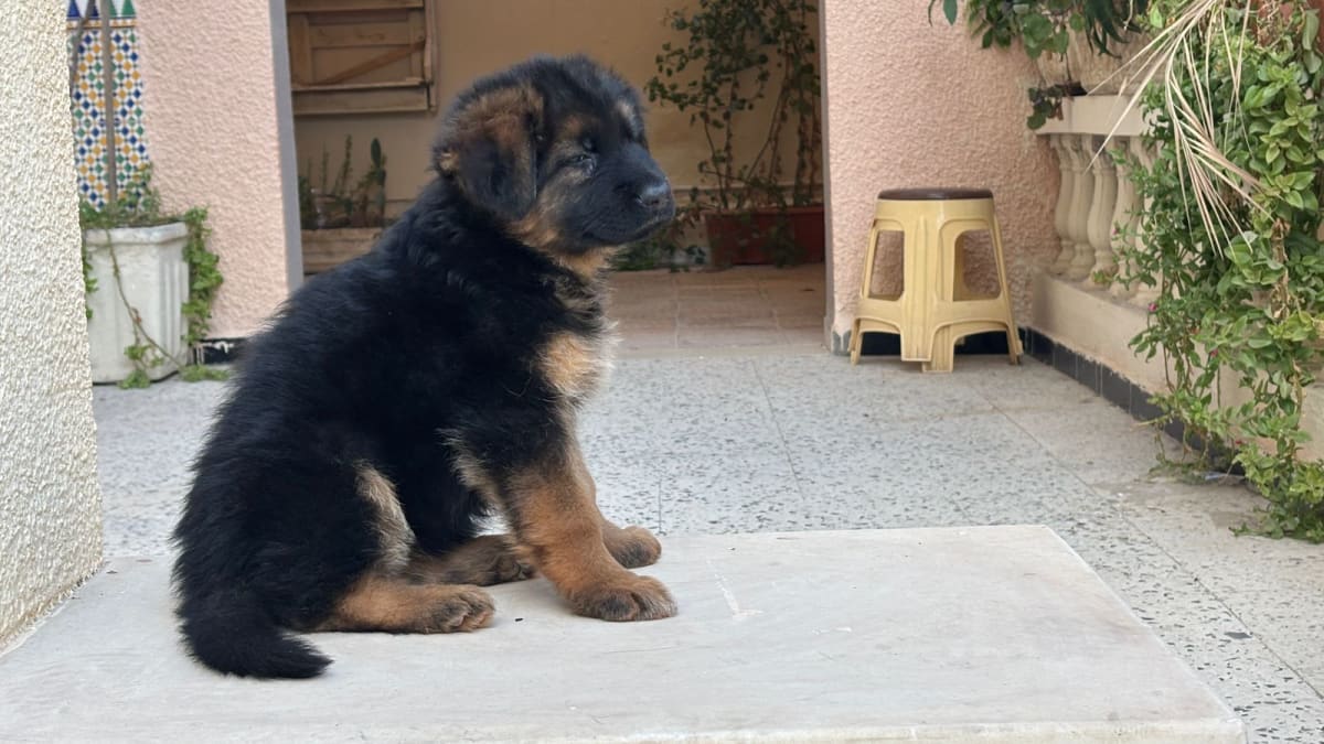 Femelle Berger Allemand  - Miniature 4