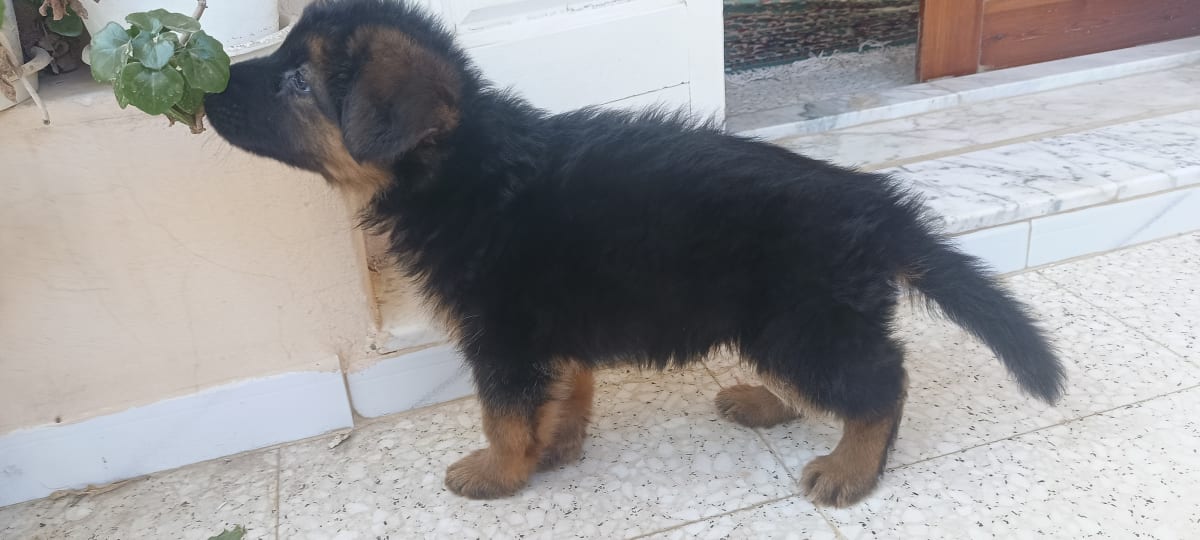 Femelle Berger Allemand  - Miniature 5