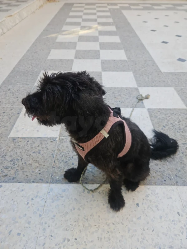 كلبة بلاش لتبني