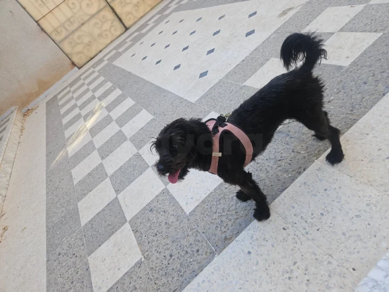 كلبة بلاش لتبني - Miniature 2