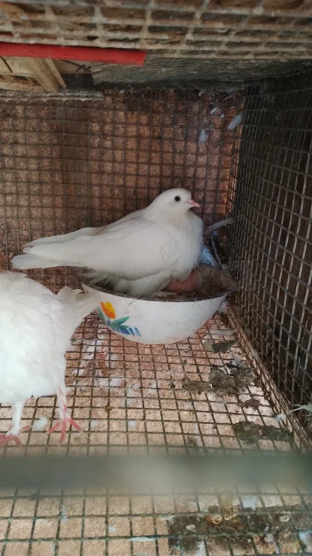 peigent - Miniature 3