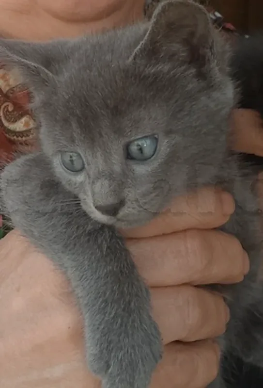 Chatons a vendre - Miniature 2