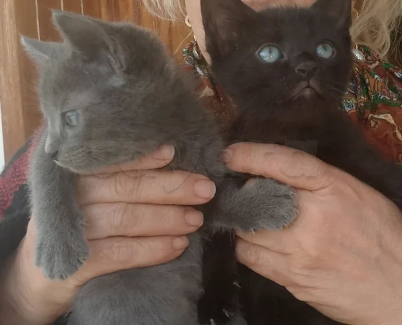 Chatons a vendre - Miniature 3