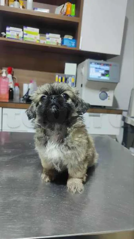 pékinois - Miniature 2