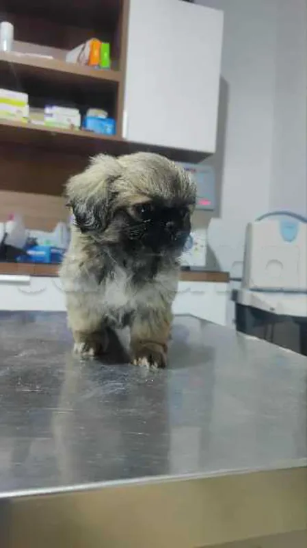 pékinois - Miniature 3