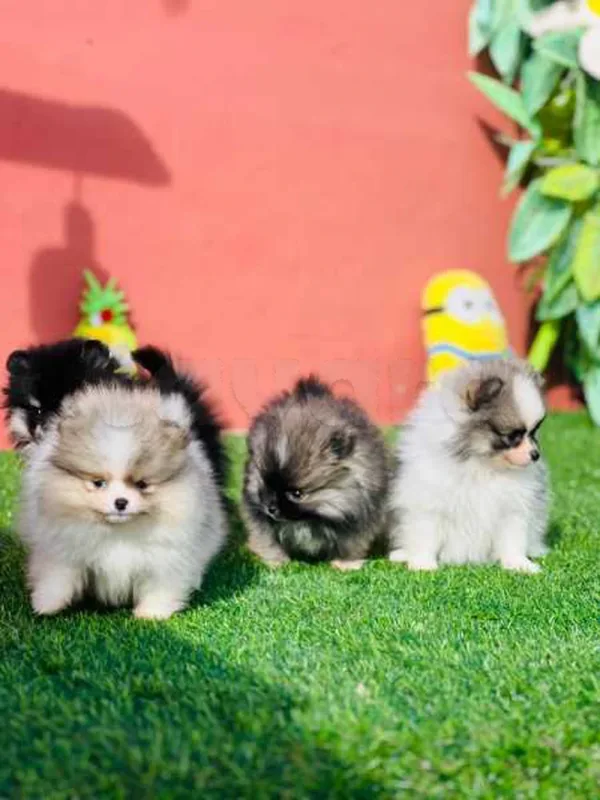 spitz nain - Miniature 4