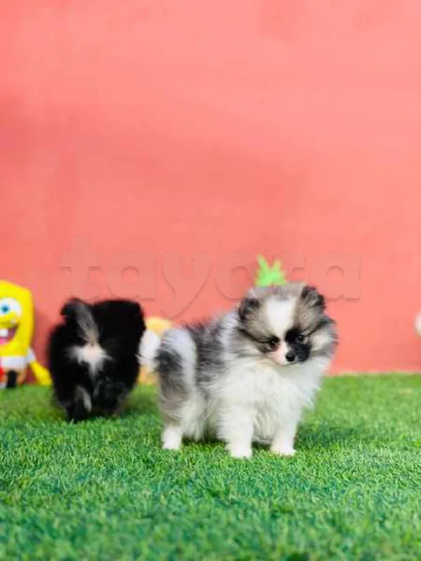 spitz nain - Miniature 5