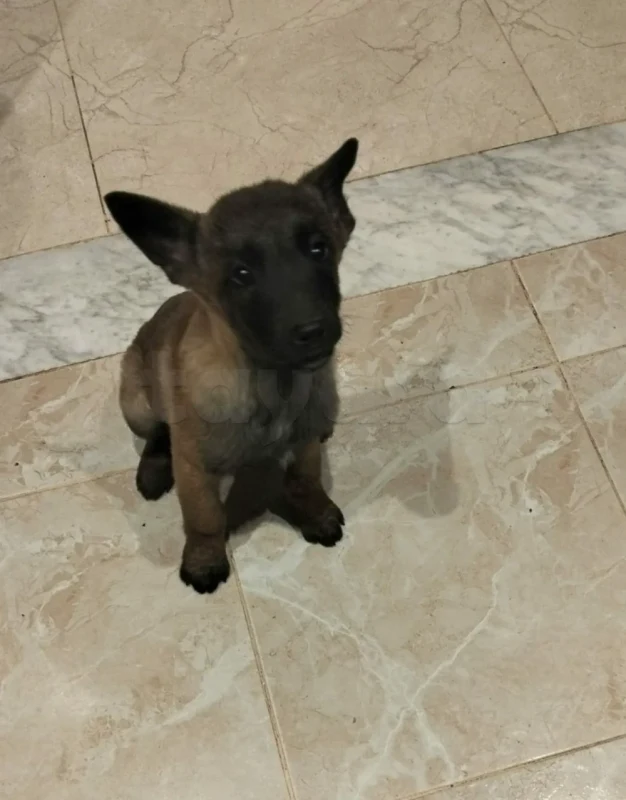 Femelle malinois vaccinée