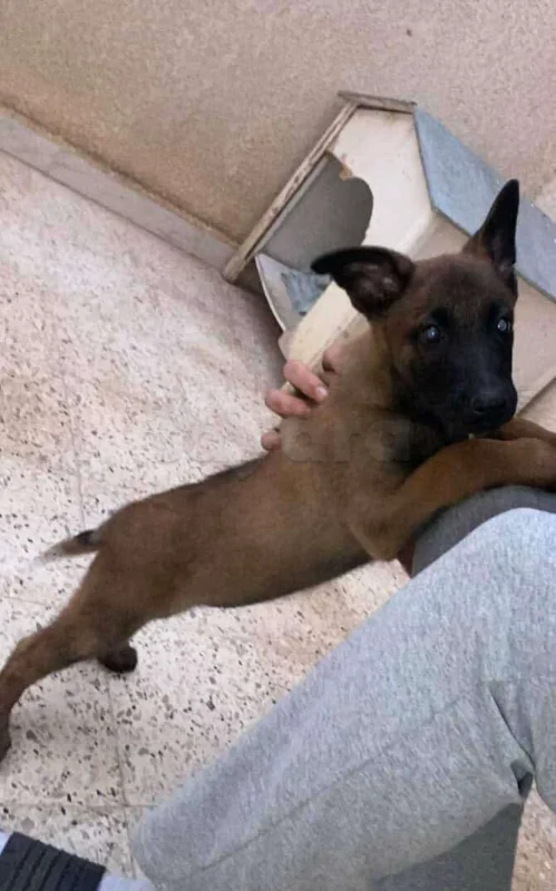 Femelle malinois vaccinée - Miniature 2