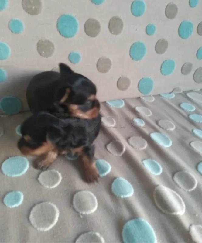chiots yorkshire toy âge 7 semaines