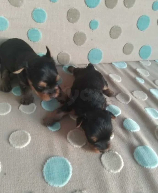 chiots yorkshire toy âge 7 semaines - Miniature 2