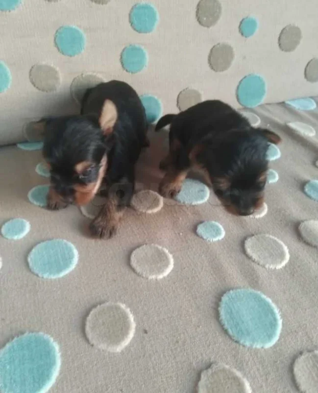 chiots yorkshire toy âge 7 semaines - Miniature 3